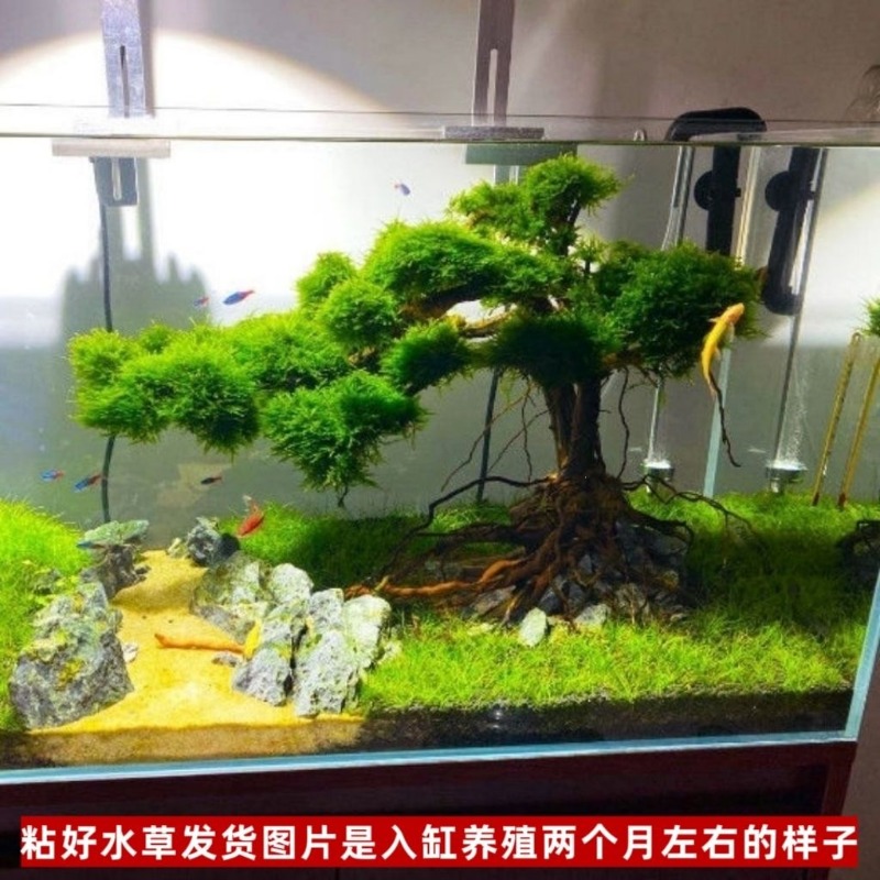 Profesjonalna, ekologiczna mis – Resin Art And Wood recenzja i cena